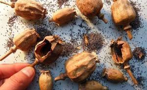 重慶查處8家添加罌粟殼餐企，部分未發(fā)現(xiàn)主觀故意添加證據(jù)