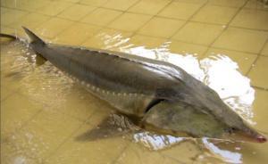 两会代表委员谈破解“天价现象”：减少打补丁式的事后补漏