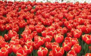 上海新靜安區(qū)舉辦首個(gè)大型節(jié)慶活動(dòng)，展覽215萬(wàn)株郁金香