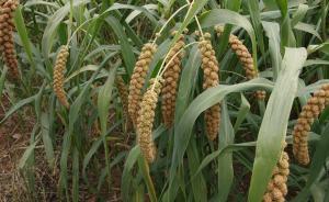 人大代表趙治海建議推動(dòng)小米再成主糧：節(jié)水抗旱高產(chǎn)