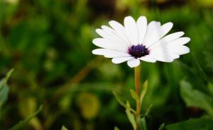 內(nèi)蒙古自治區(qū)政協(xié)原副主席云曙芬逝世，系烏蘭夫侄女