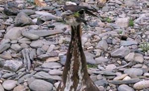 四川廣元發(fā)現(xiàn)世界瀕危鳥類海南虎斑鳽：全球僅存1000余只