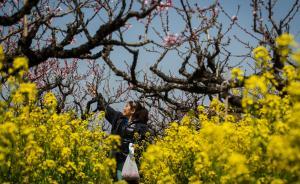 上海桃花節(jié)3月26日開幕有30余景點，部分桃園可免費游玩