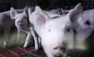 最強豬周期來了，誰會成為A股豬肉第一股