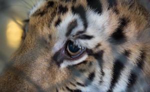 求是：把揪出“大老虎”看成“派系斗争”，实在是牵强附会