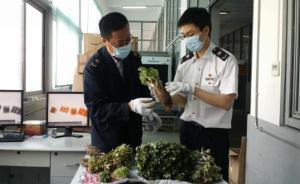 “十二五”我國進(jìn)境有害生物截獲種次年均增長26.8%