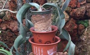 逛上海辰山植物園用背包偷走珍貴百歲蘭，兩花草愛(ài)好者被批捕