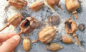 陜西兩個小伙吃驢肉被查出毒駕：飯店老板非法添加罌粟殼