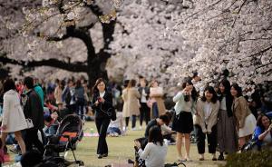 50萬(wàn)中國(guó)客赴日賞櫻人均花2萬(wàn)，日高官稱(chēng)考慮將對(duì)中國(guó)免簽