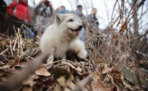 私放狐貍致生態環境破壞誰負責？專家稱現有法規均很難追責