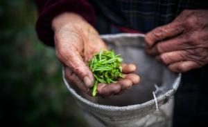 明前茶为什么这么贵？