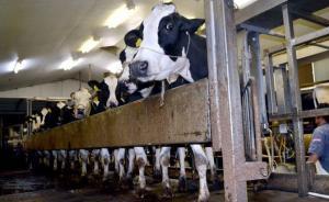 日本熊本地震影響多個行業(yè)，奶農(nóng)擠完奶后含淚倒掉