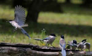 哪種鳥能成上海市鳥？灰喜鵲曾被提名，政協(xié)委員推薦震旦鴉雀