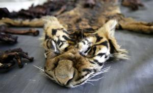 一越南人偷運虎皮入境中國， 價值48萬元3.2萬元賣出