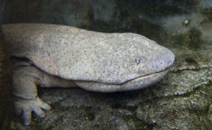 桂林現(xiàn)1500元/斤“天價(jià)魚”，物價(jià)局：定價(jià)是餐館的事