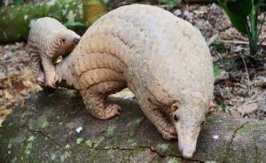 广西柳州一餐馆穿山甲现杀现卖，熟客点菜要用当地话说暗语