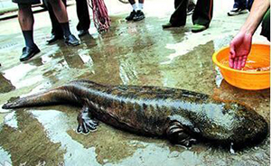 桂林官方回應(yīng)“餐館賣五千元天價(jià)魚”：已查封責(zé)令停業(yè)整頓