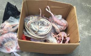 广西一餐馆被曝现杀现卖穿山甲，执法人员查获野味但无穿山甲