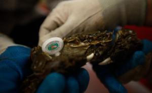 興化蟹包裝成“陽澄湖大閘蟹”出售，南京一水產(chǎn)店被判賠百萬