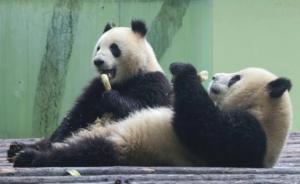 成都來滬大熊貓“二愣子”組合即將會客：星二頭大、雅二鼻短