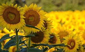 達(dá)巍專欄：他們?yōu)槭裁?“不領(lǐng)情”？