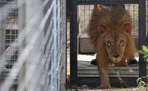 33头马戏团受虐狮子终回草原：曾被戳瞎眼、切断脚、打碎牙