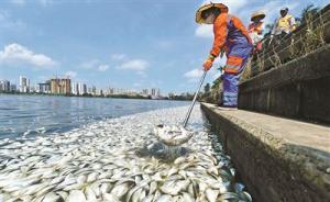 海南紅城湖35噸魚(yú)死亡：海水魚(yú)進(jìn)入內(nèi)陸湖后不適應(yīng)水壓死亡