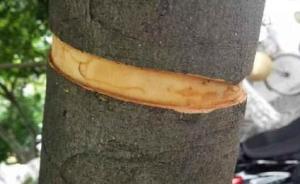 四川邛崃9棵大树遭剥皮，当地公安局发微博“全城追凶”