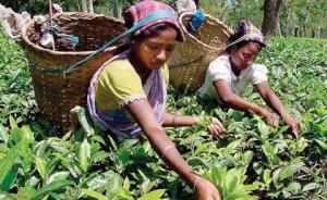 19世紀的茶葉革命：英、俄聯(lián)手破除中國茶葉壟斷