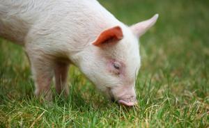 生豬價格繼續(xù)走高，A股豬肉概念股大漲5.67%