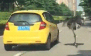 现实版《老炮儿》：佛山两只鸵鸟与汽车“赛跑”双双死亡