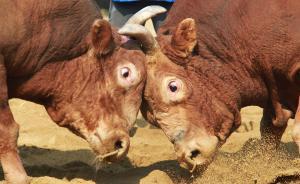 植物學(xué)碩士畢業(yè)論文研究牛并獲獎？導(dǎo)師馬云：換專業(yè)不成所致