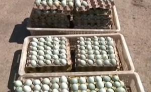 黑龍江保護區(qū)特大毒殺候鳥案：又抓獲嫌犯1名，追回鳥蛋千枚