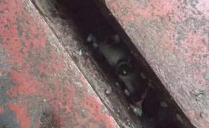 小猫被困绍兴电缆井：大妈喂它一年多，女孩致电电力部门救出