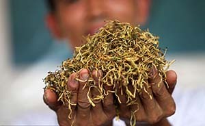 陆群谈举报食药监总局：南方金银花不正名，不会停止关注