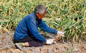 “蒜你狠”背后的万名劳工：中老年为主，跪地挖蒜露宿街头