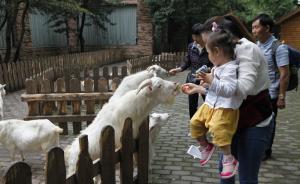 上海动物园儿童动物园开放，细尾獴“丁满”、耳廓狐入住