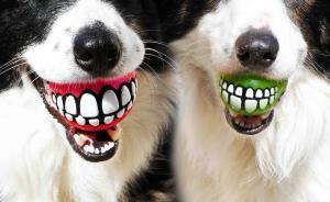 男子边叫房东边推门往里走被狼狗咬伤，浦东法院判狗主人无责