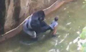 孩子落入围栏致大猩猩被射杀，美警方调查父母是否疏于监护