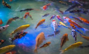 男子偷走两条进口锦鲤市值6万被批捕：没卖出手只能做成火锅