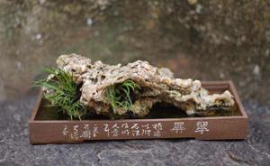 端午佳節(jié)，看菖蒲名家如何蒔養(yǎng)菖蒲
