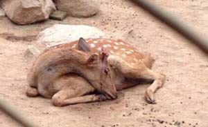 梅花鹿“鹿茸”被割，园方称“跟人剪头发一样”