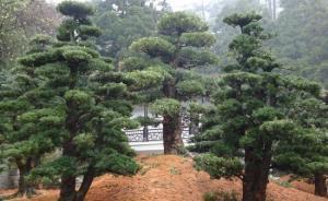 樹齡300余年羅漢松被盜賣，貴州十余名嫌疑人被提起公訴