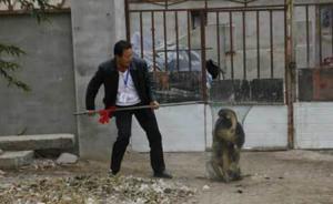 陕西旬阳发公告捕杀流浪狗：群众每杀一条奖励200元