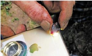 浙江山村挖出紅寶石？官方：主要成份二氧化硅，雜質(zhì)多不值錢