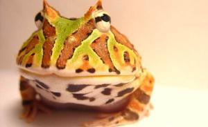 內(nèi)蒙古首次截獲來(lái)自臺(tái)灣新竹44只活體蛙類(lèi)，寄件人稱(chēng)是模型