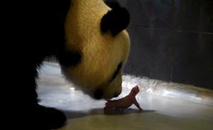 中央赠送澳门大熊猫“心心”产下双胞胎