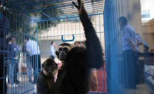野生動物保護法修訂草案三審，立法目的刪除“資源利用”
