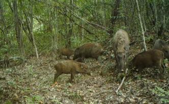 罕見！多種珍稀野生動物叢林生活曝光