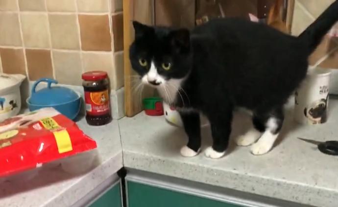 猫砂暴露藏匿点,逃犯被抓时正“撸猫”